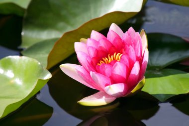 parlak kırmızı çiçek lily lotus su