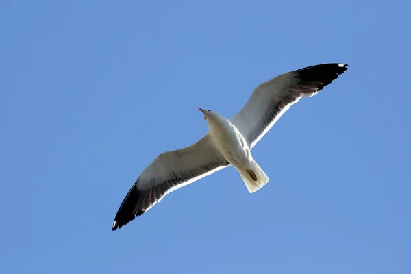 Oiseau Mouette Volant Sur Fond Bleu — Photo