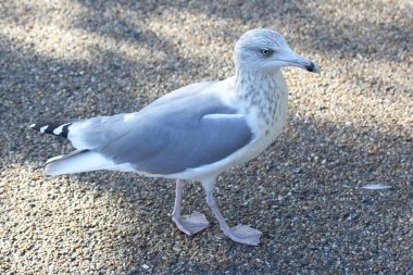Martı yürüyüşleri boyunca asfalt roa