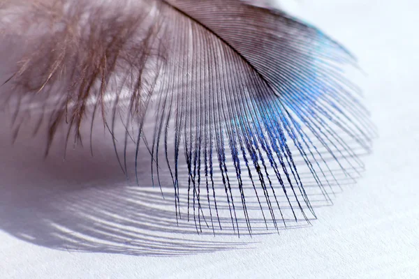 Color Bird Feather Lying White Paper Sunlight — Stock Photo, Image