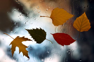 Hava yağmurlu bir arka plan üzerinde ıslak bir pencerede sonbahar yaprakları