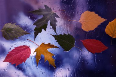 pencere camına yağmurlu havalarda yaprak