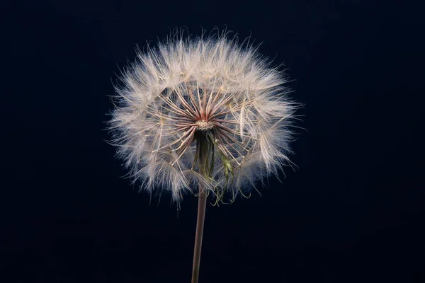 Dandelion flower on dark blue background