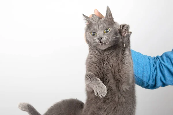 Schuldig Grijze Kat Die Iemands Hand Door Scruff — Stockfoto