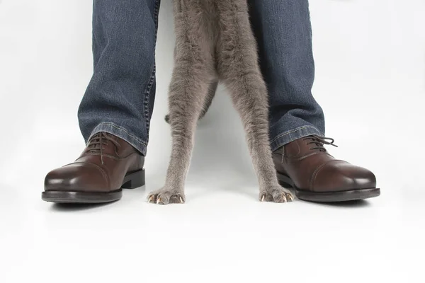 Paws Gray Cat Next His Legs Classic Shoes White Backgroun — Stock Photo, Image