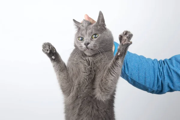 Gato Cinza Culpado Segurando Mão Homem Pelo Scruff — Fotografia de Stock