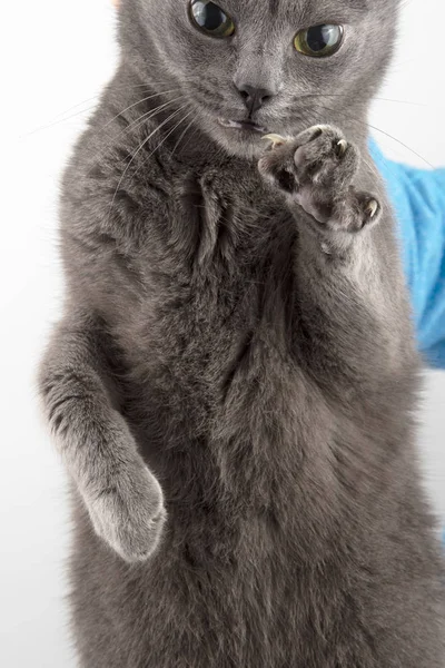 Gato Cinzento Segurado Pela Mão Homem Pelo Scruf — Fotografia de Stock