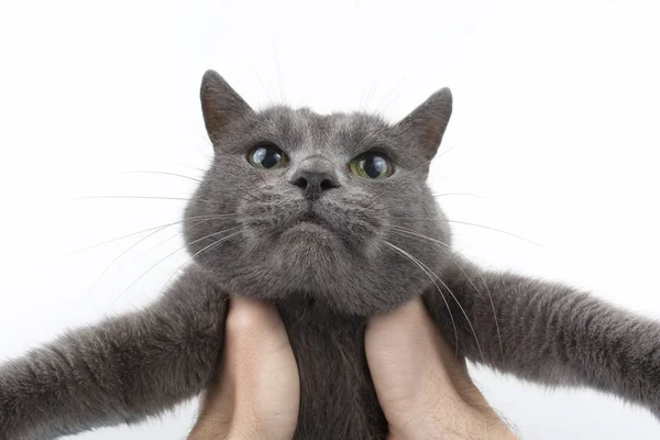 Retrato Estudio Hermoso Gato Gris Sobre Fondo Blanco — Foto de Stock