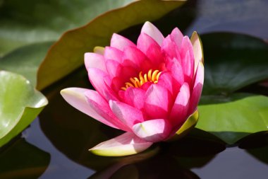 parlak kırmızı çiçek lily lotus su