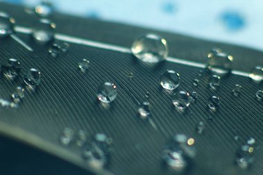 Kuş tüyü su damlacıklarıyla yaklaşır