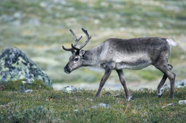 doğada otlatma Ren geyiği