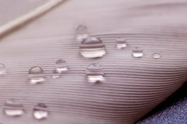 Kuş tüyü su damlacıklarıyla yaklaşır