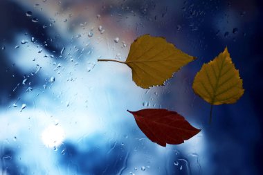 Hava yağmurlu bir arka plan üzerinde ıslak bir pencerede sonbahar yaprakları