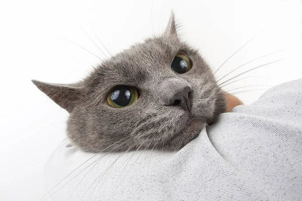 Retrato Belo Gato Cinzento — Fotografia de Stock