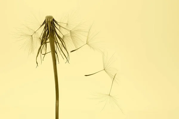 dandelion and its flying seeds on a yellow background