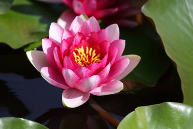 parlak kırmızı çiçek lily lotus su