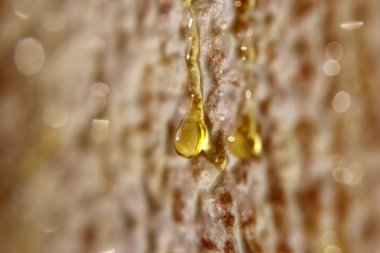 Petek closeup damlayan bal damla