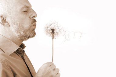 karahindiba ve beyaz bir arka plan üzerinde uçan, tohum