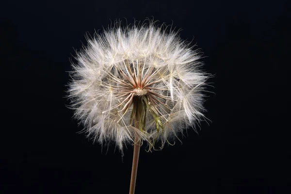 Dente Leone Fiore Sfondo Blu Scuro — Foto Stock