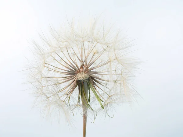 Paardebloem Bloem Lichte Achtergrond — Stockfoto