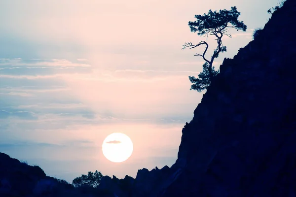 Lonely Pine Grows Rock Sunny Dawn — Stock Photo, Image