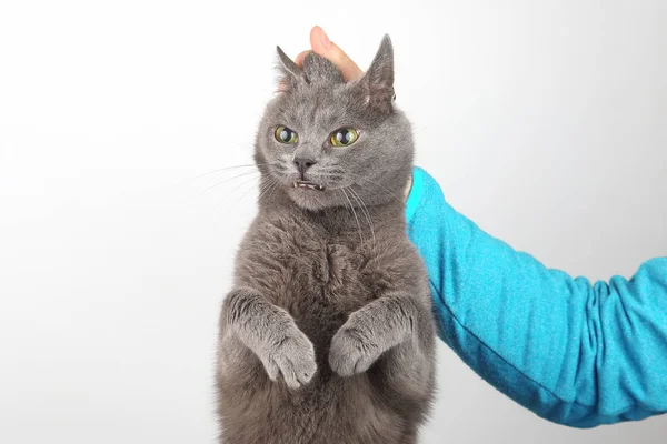 Culpa Gato Gris Sostenido Por Matorral — Foto de Stock