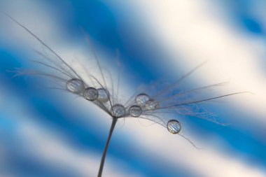 karahindiba tohum su ile gökyüzü arka plan üzerinde damla