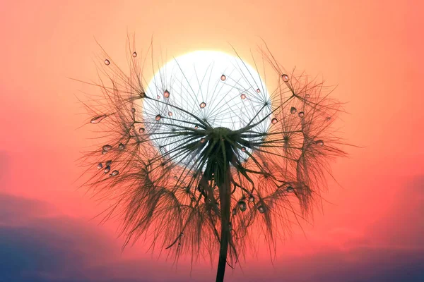 Dandelion with drops of water against the sky and the setting su — Stock Photo, Image