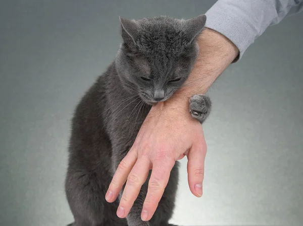 Szürke macska szorongatta a paws egy férfi kezét — Stock Fotó