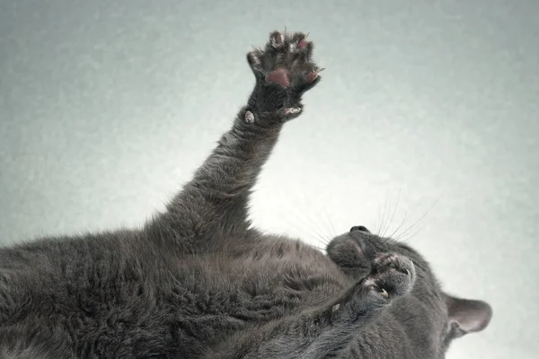 Zampe tese con artigli grigi di gatto — Foto Stock