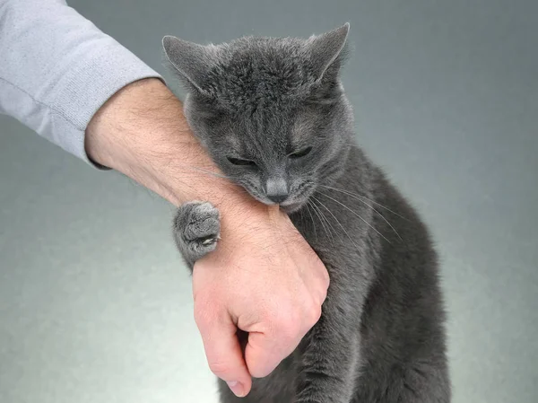 Gato gris apretó sus patas la mano de un hombre — Foto de Stock