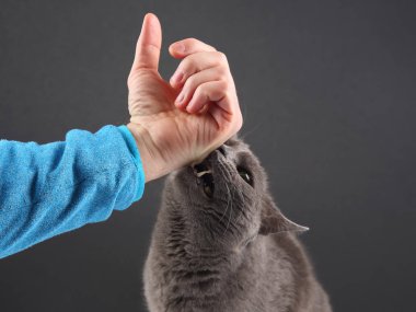 Gri kedi agresif adamın eli ısırma