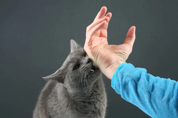 Szürke macska agresszív, harapós a férfi kezét — Stock Fotó