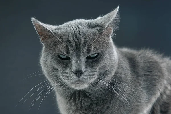 Studio ritratto di un bel gatto grigio — Foto Stock