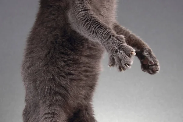 Szürke macska karom, kinyújtott lábat — Stock Fotó