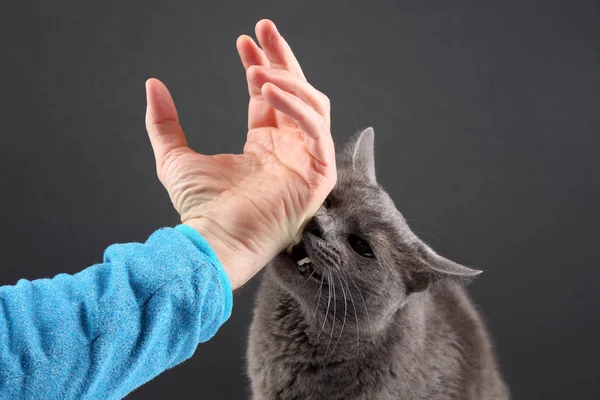 Gato gris mordiendo agresivamente la mano del hombre — Foto de Stock