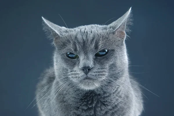 Retrato de estúdio de um belo gato cinzento — Fotografia de Stock