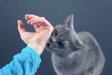 Gri kedi agresif adamın eli ısırma