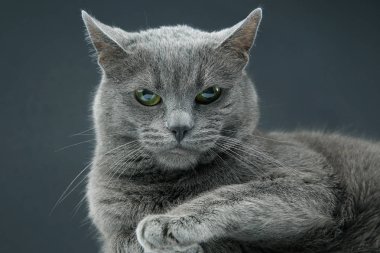 Stüdyo portre güzel bir gri kedi