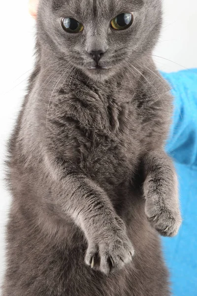 El gato gris es sostenido por la mano del hombre por el matorral — Foto de Stock