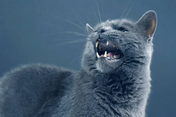 Portret Studio piękny kot szary, z szeroko otwartymi ustami — Zdjęcie stockowe