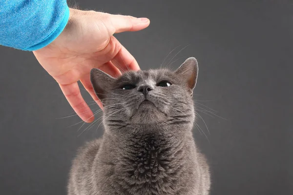 Férfi kezét simogatta a szürke macska — Stock Fotó