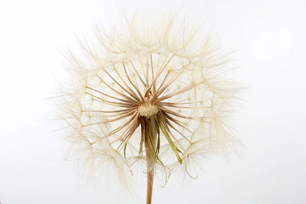 Dente di leone fiore su sfondo chiaro — Foto Stock