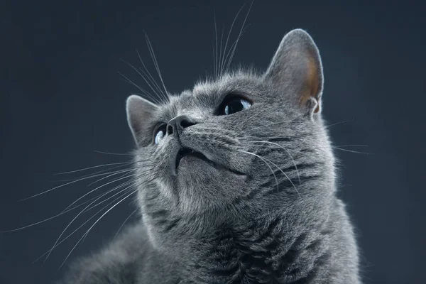 Portret Studio pięknego kota szary — Zdjęcie stockowe