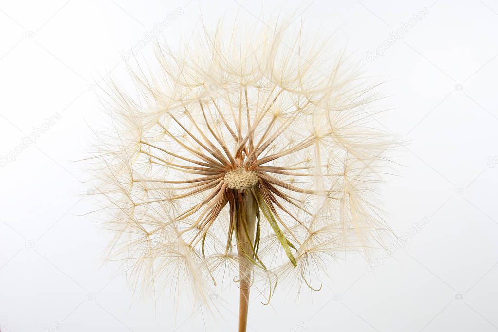 Dandelion flower on  light background