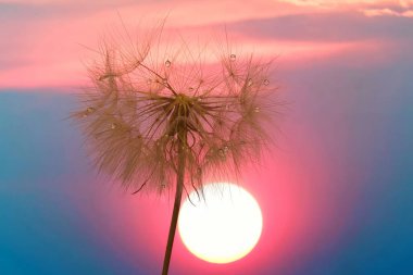 karahindiba gökyüzü ve ayar su karşı su damlaları ile