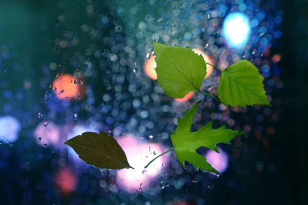 Őszi levelek, a nedves ablak Esős időjárás háttérrel — Stock Fotó