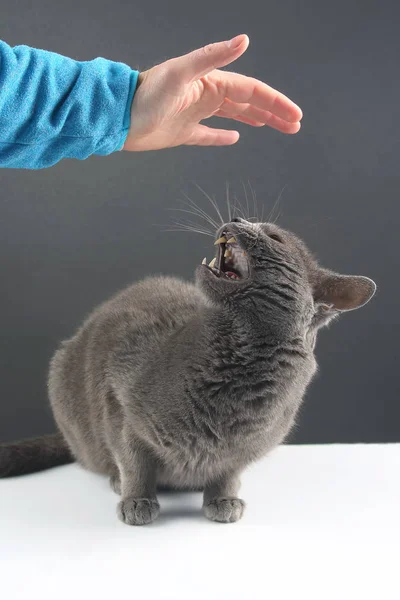 Šedá kočka reaguje agresivně na něčí touha ho pohladit — Stock fotografie