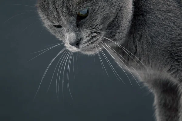 Stúdió portré egy szép szürke macska — Stock Fotó