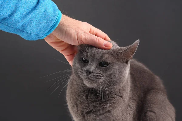 Mano del hombre acariciando el gato gris — Foto de Stock